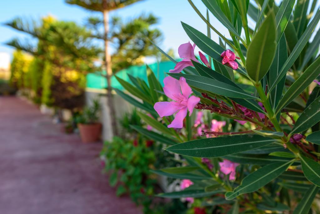 Villa Apollon Sfáka Exteriér fotografie